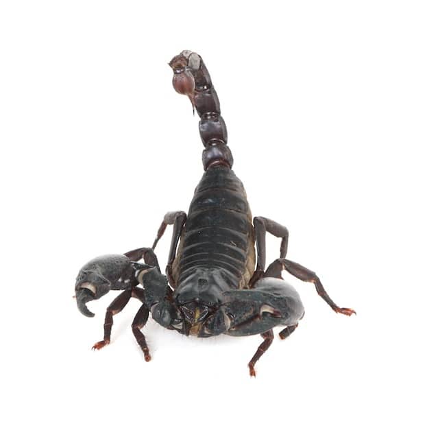 Scorpion physical characteristics