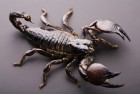Anatomía de los Escorpiones - Escorpión, Alacrán, Información y ...