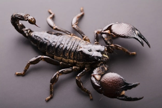 Características anatómicas de un escorpión.