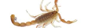 Arizona Bark Scorpion