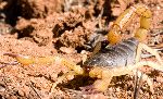 Enorme Escorpión Del Desierto - Hadrurus arizonensis