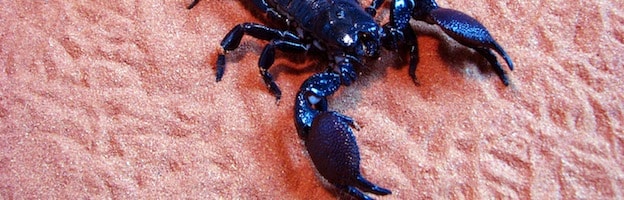 Scorpion Species