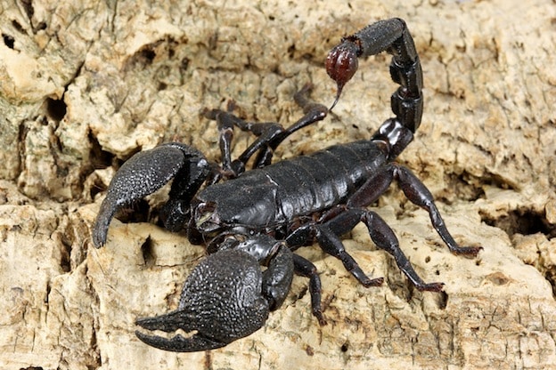 Types of Scorpions - Emperor Scorpion