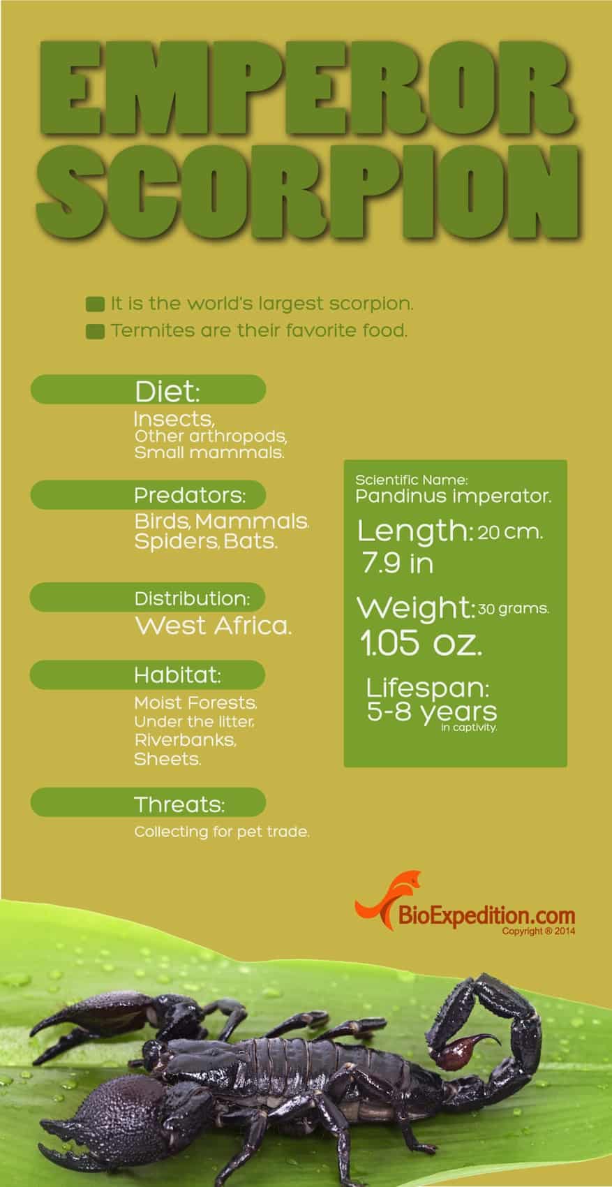 Infographic. Emperor scorpion.