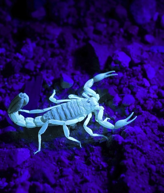 Fluorescencia de los escorpiones