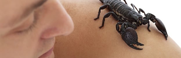 Scorpions and Human Beings