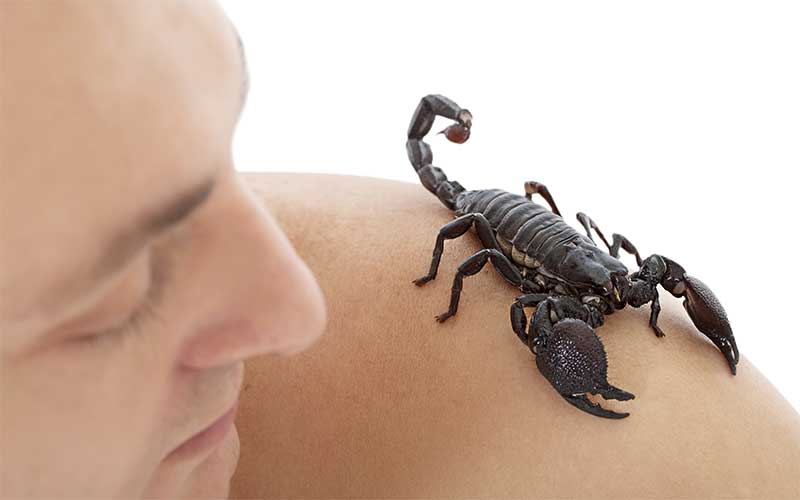 Relation between humans and scorpions