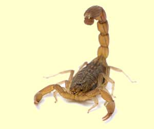 top scorpion facts