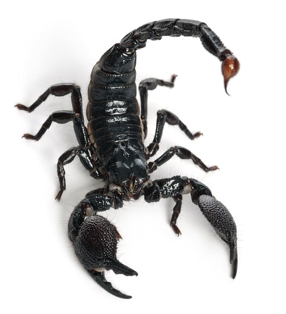 Scorpion Venom Research Facts